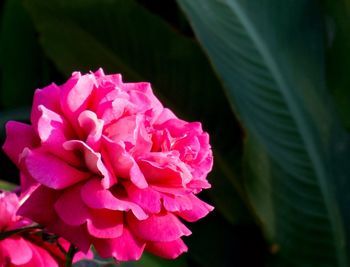 Close-up of pink flower