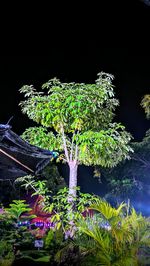 Low angle view of flowering plants against trees at night