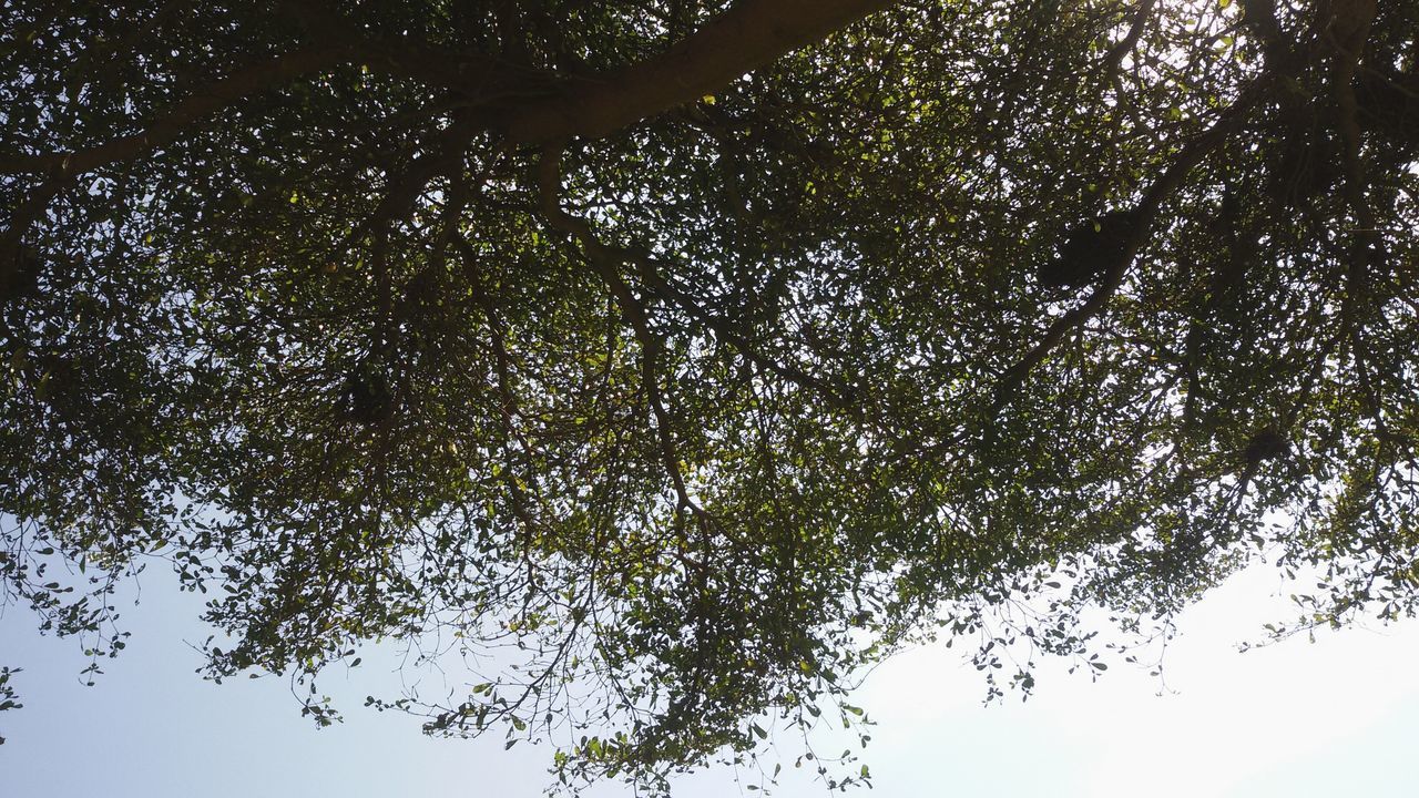 tree, low angle view, branch, growth, tranquility, nature, beauty in nature, leaf, forest, tranquil scene, scenics, clear sky, tree trunk, outdoors, no people, backgrounds, day, sky, green color, full frame