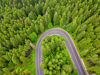 Aerial view of winding road in high mountain pass trough dense green pine woods.