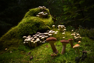 Close-up of mushrooms growing on field