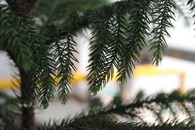 Close-up of pine tree