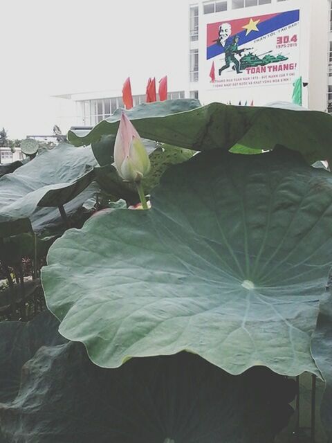 flower, built structure, leaf, architecture, building exterior, plant, day, close-up, no people, growth, nature, sunlight, outdoors, fragility, freshness, focus on foreground, window, low angle view, clear sky, hanging