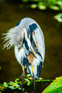 Close-up of bird perching on a lake