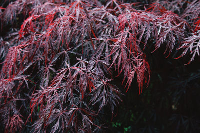 Close-up of wilted plant