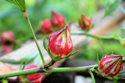 Close-up of red berries on plant