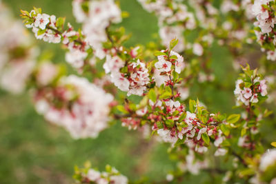 Close-up of pink cherry blossoms in spring