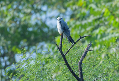 Bird perching on a tree