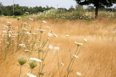 Plants growing on field