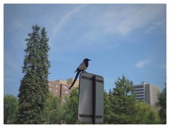 Bird perching on a tree