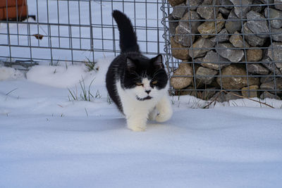 Portrait of a cat in snow