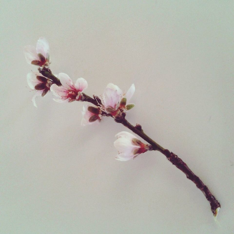 flower, freshness, fragility, petal, growth, beauty in nature, close-up, flower head, stem, nature, bud, copy space, pink color, plant, blossom, twig, blooming, studio shot, in bloom, no people