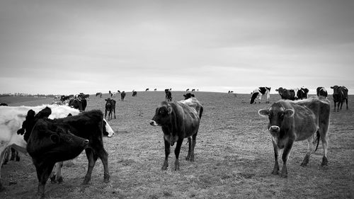 Horses on a field