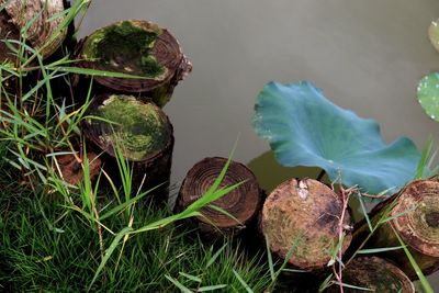 Close-up of dry leaves on rock