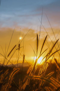 Close-up of stalks in field against sunset sky