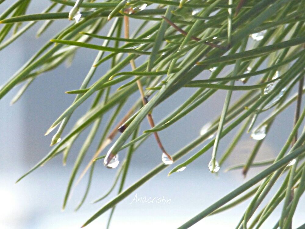 growth, leaf, green color, nature, close-up, plant, beauty in nature, freshness, focus on foreground, low angle view, stem, day, branch, growing, green, outdoors, twig, tranquility, no people, selective focus