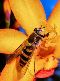 Close-up of butterfly perching on flower