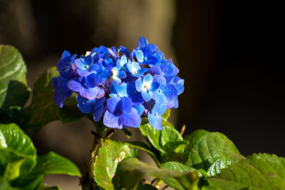 Close-up of purple flowering plant