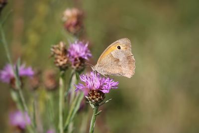 Close-up of butterfly pollinating on purple flower