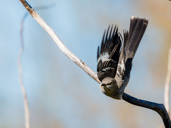 Close-up of bird flying against the sky