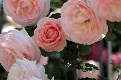 Close-up of pink roses blooming outdoors