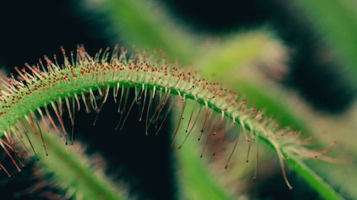 Close-up of spiked plant