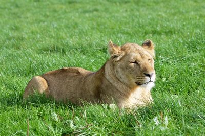 Lion relaxing on field