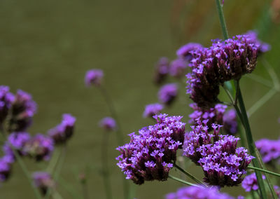 Close-up of purple flowering plants