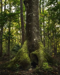 Trees growing in forest