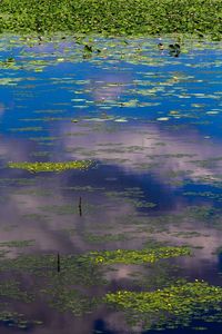 Reflection of trees in water