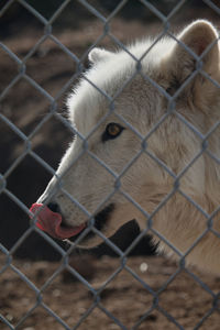 Close-up of chainlink fence in cage