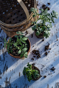 High angle view of potted plants on table