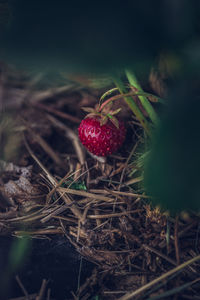 Close-up of blackberries growing on field