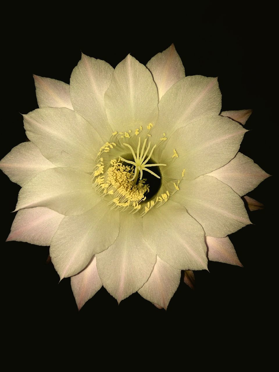 CLOSE-UP OF FLOWER