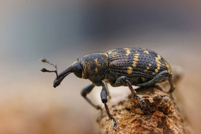 Closeup of the colorful large pine weevil, hylobius abietis, a major pest of coniferous trees