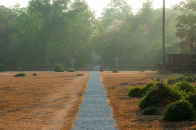 Road amidst trees and plants