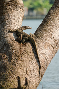 Close-up of lizard on tree trunk by sea