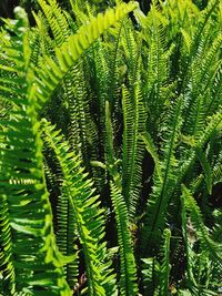 Close-up of fern leaves