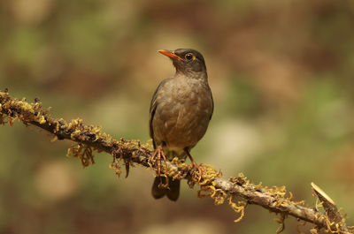 Close-up of bird perching on branch