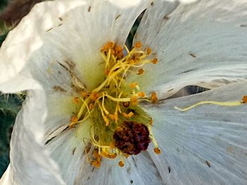 Close-up of white flower