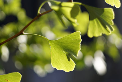 Close-up of green leaves