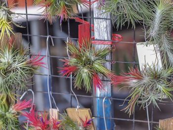 Close-up of potted cactus plants