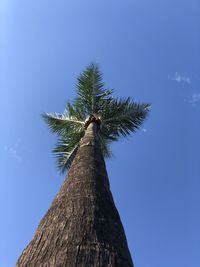 Low angle view of coconut palm tree against clear blue sky