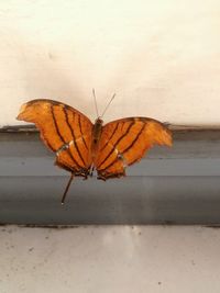 Close-up of butterfly on wall