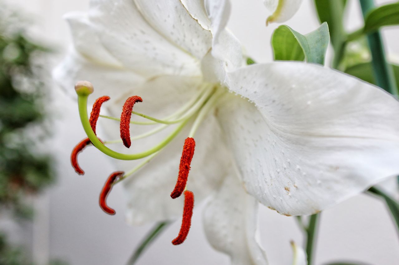 flower, petal, white color, close-up, freshness, growth, flower head, nature, fragility, beauty in nature, plant, no people, day, outdoors, plant pod