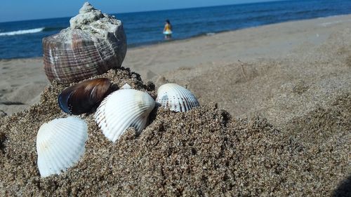 Close-up of seashell on beach