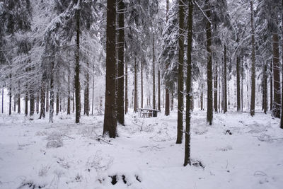 Trees on snow covered field in forest