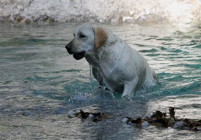 Portrait of dog standing in lake against waterfall