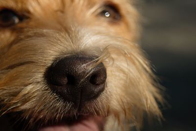 Close-up portrait of dog