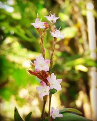 Close-up of flowers against blurred background